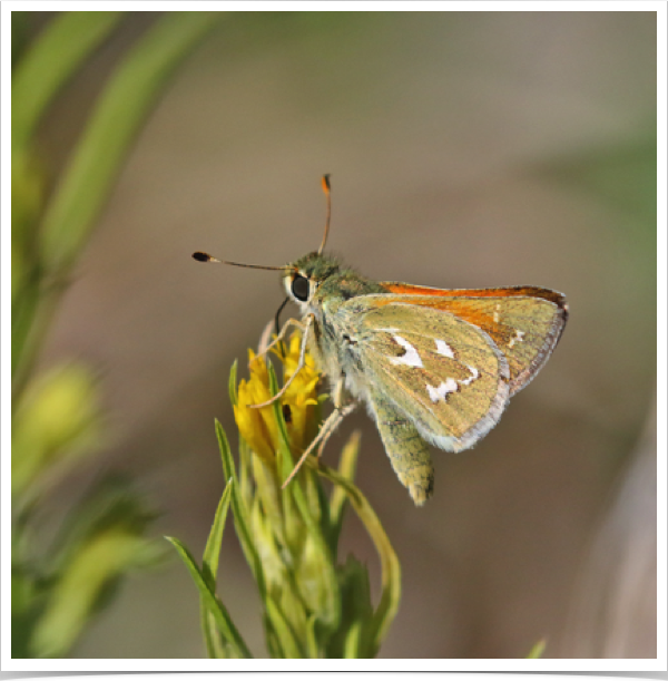 Western Branded Skipper